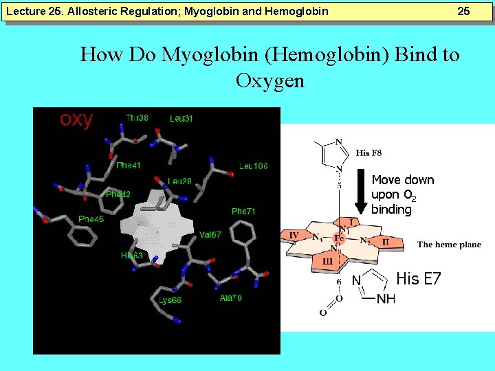 Lecture 25. Allosteric Regulation; Myoglobin and Hemoglobin 25 How Do Myoglobin (Hemoglobin) Bind to Lecture 25. Allosteric Regulation; Myoglobin and Hemoglobin 25 How Do Myoglobin (Hemoglobin) Bind to