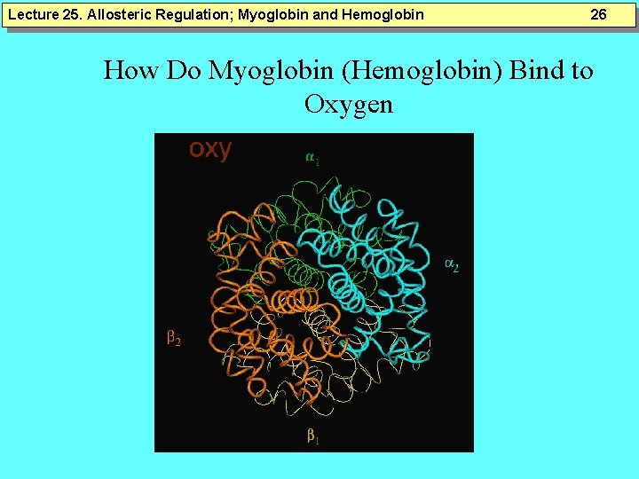 Lecture 25. Allosteric Regulation; Myoglobin and Hemoglobin 26 How Do Myoglobin (Hemoglobin) Bind to Lecture 25. Allosteric Regulation; Myoglobin and Hemoglobin 26 How Do Myoglobin (Hemoglobin) Bind to