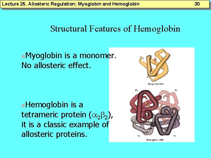Lecture 25. Allosteric Regulation; Myoglobin and Hemoglobin Structural Features of Hemoglobin Myoglobin is a Lecture 25. Allosteric Regulation; Myoglobin and Hemoglobin Structural Features of Hemoglobin Myoglobin is a