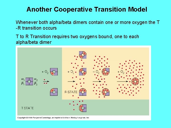 Another Cooperative Transition Model Whenever both alpha/beta dimers contain one or more oxygen the Another Cooperative Transition Model Whenever both alpha/beta dimers contain one or more oxygen the