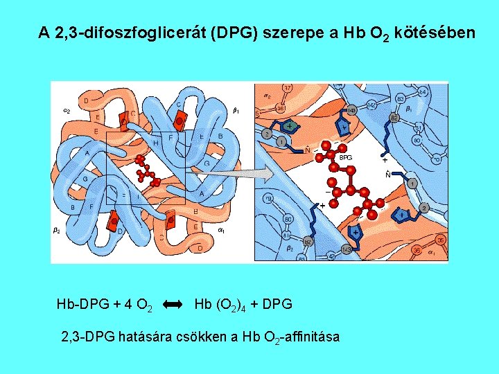 A 2, 3 -difoszfoglicerát (DPG) szerepe a Hb O 2 kötésében Hb-DPG + 4 A 2, 3 -difoszfoglicerát (DPG) szerepe a Hb O 2 kötésében Hb-DPG + 4