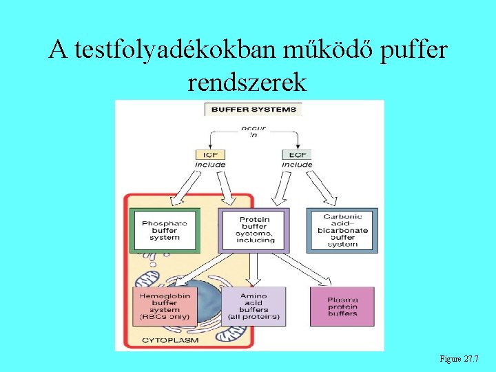A testfolyadékokban működő puffer rendszerek Figure 27. 7 A testfolyadékokban működő puffer rendszerek Figure 27. 7