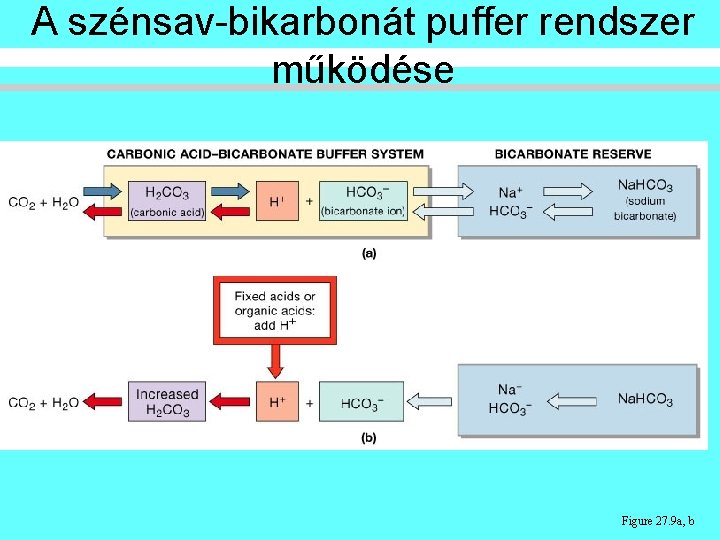 A szénsav-bikarbonát puffer rendszer működése Figure 27. 9 a, b A szénsav-bikarbonát puffer rendszer működése Figure 27. 9 a, b
