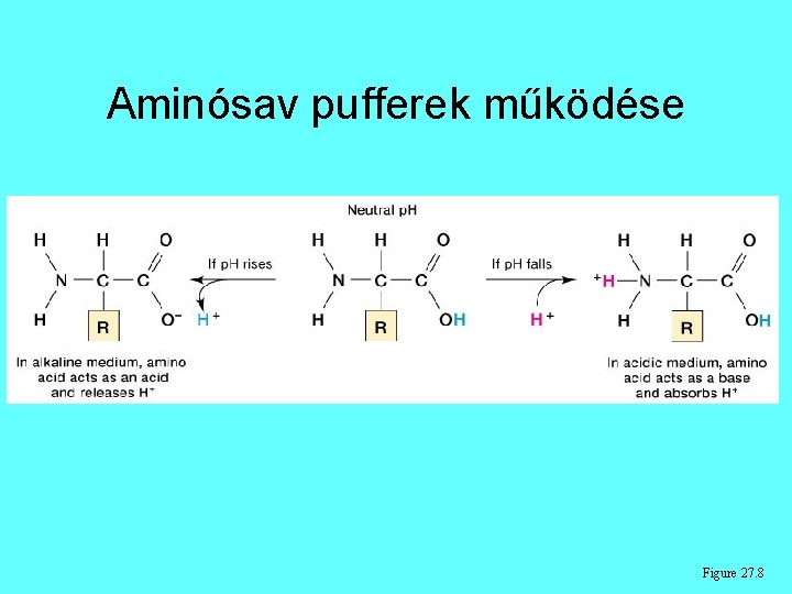 Aminósav pufferek működése Figure 27. 8 Aminósav pufferek működése Figure 27. 8