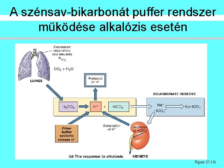 A szénsav-bikarbonát puffer rendszer működése alkalózis esetén Figure 27. 11 b A szénsav-bikarbonát puffer rendszer működése alkalózis esetén Figure 27. 11 b
