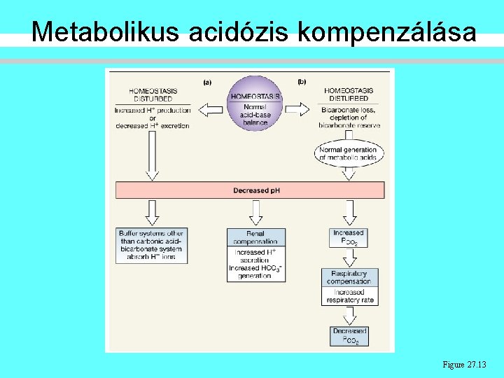 Metabolikus acidózis kompenzálása Figure 27. 13 Metabolikus acidózis kompenzálása Figure 27. 13