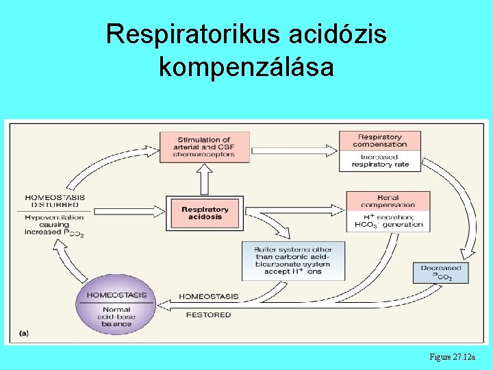 Respiratorikus acidózis kompenzálása Figure 27. 12 a Respiratorikus acidózis kompenzálása Figure 27. 12 a
