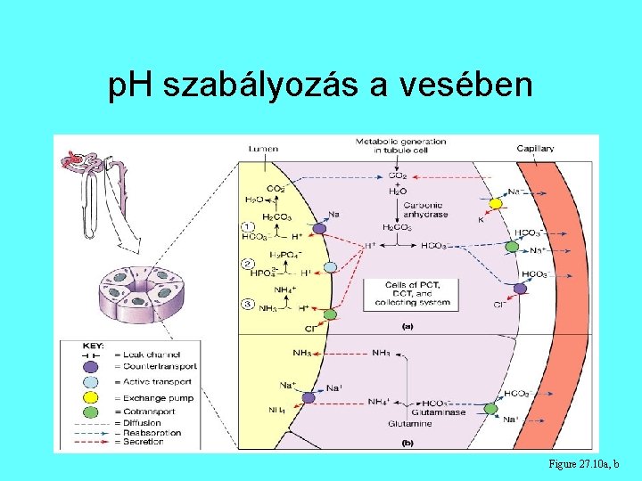 p. H szabályozás a vesében Figure 27. 10 a, b p. H szabályozás a vesében Figure 27. 10 a, b
