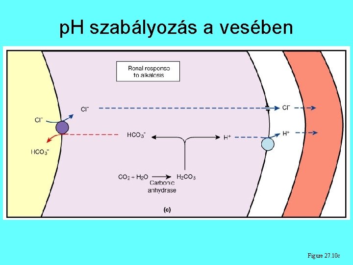 p. H szabályozás a vesében Figure 27. 10 c p. H szabályozás a vesében Figure 27. 10 c