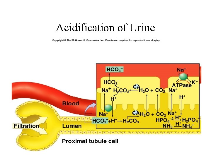 Acidification of Urine Insert fig. 17. 28 Acidification of Urine Insert fig. 17. 28