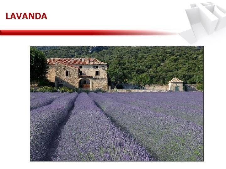 LAVANDA 