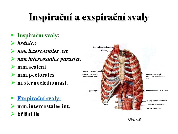 Inspirační a exspirační svaly § Ø Ø Ø Inspirační svaly: bránice mm. intercostales ext.