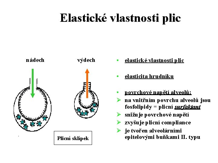 Elastické vlastnosti plic nádech výdech • elastické vlastnosti plic • elasticita hrudníku Plicní sklípek