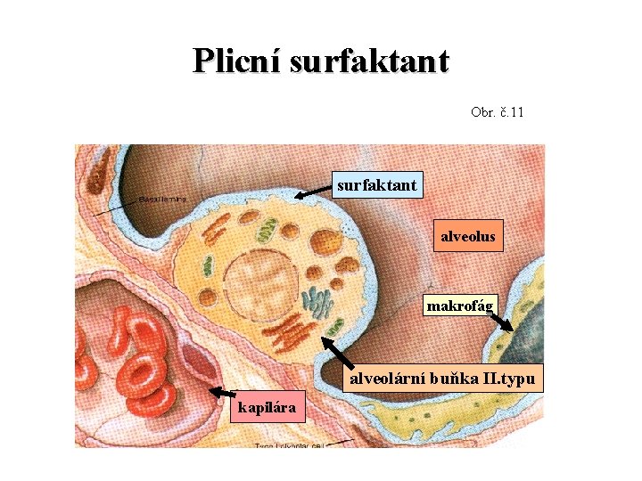 Plicní surfaktant Obr. č. 11 surfaktant alveolus makrofág alveolární buňka II. typu kapilára 