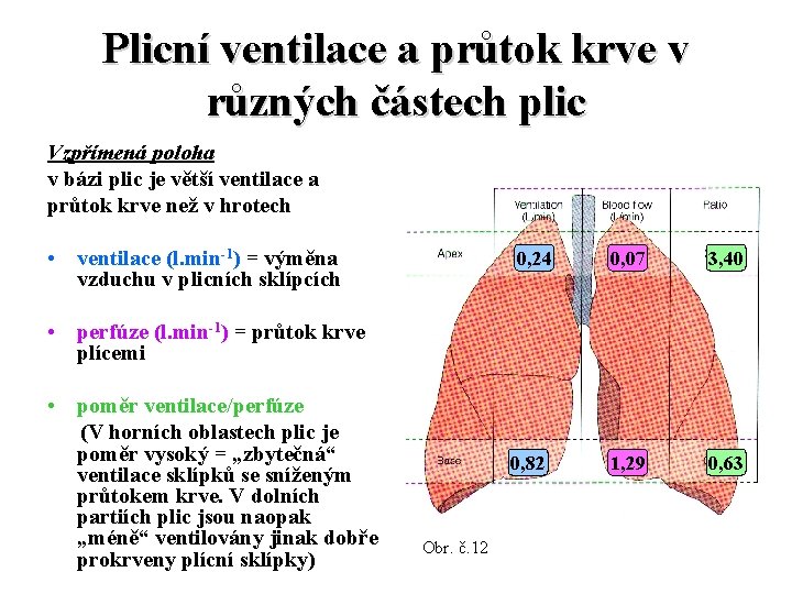 Plicní ventilace a průtok krve v různých částech plic Vzpřímená poloha v bázi plic