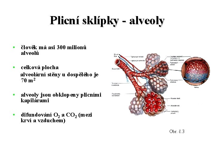 Plicní sklípky - alveoly • člověk má asi 300 milionů alveolů • celková plocha