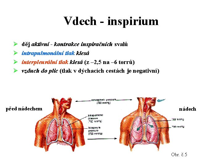 Vdech - inspirium Ø Ø děj aktivní - kontrakce inspiračních svalů intrapulmonální tlak klesá