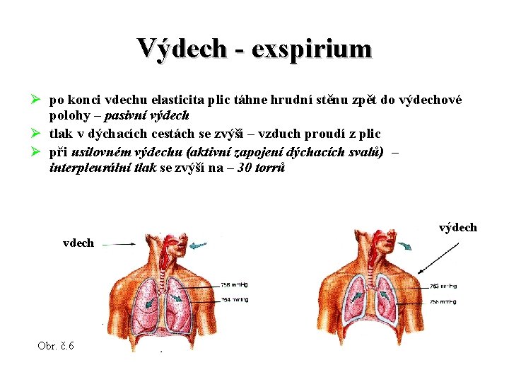 Výdech - exspirium Ø po konci vdechu elasticita plic táhne hrudní stěnu zpět do