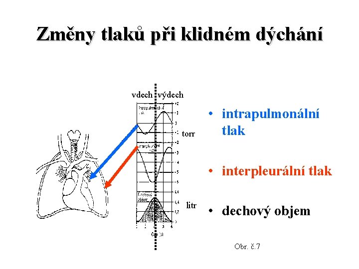 Změny tlaků při klidném dýchání vdech výdech torr • intrapulmonální tlak • interpleurální tlak