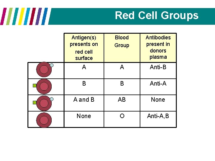 Red Cell Groups Antigen(s) presents on red cell surface Blood Group Antibodies present in