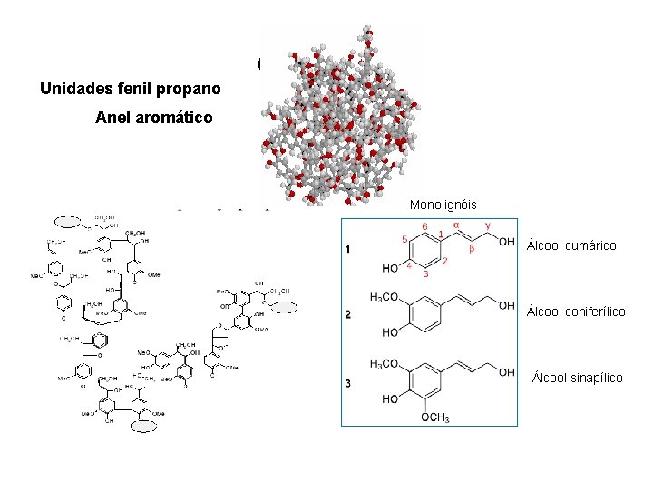 Unidades fenil propano exemplo Anel aromático Monolignóis Álcool cumárico Álcool coniferílico Álcool sinapílico 