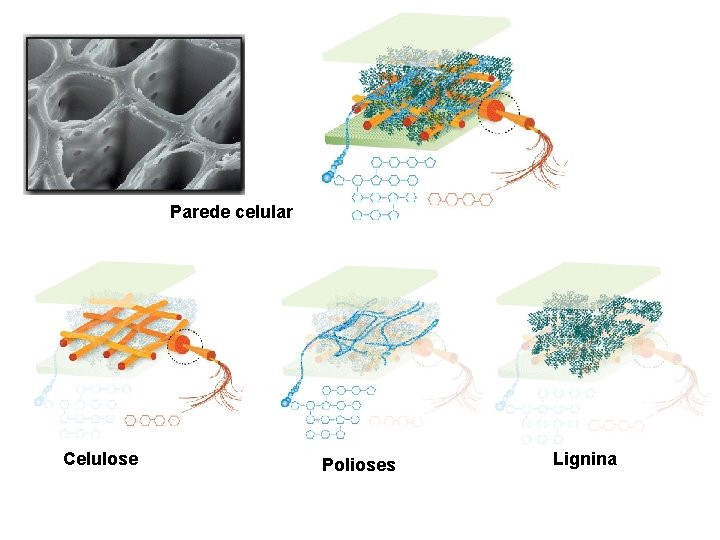 Parede celular Celulose Polioses Lignina 