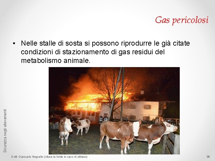 Gas pericolosi Sicurezza negli allevamenti • Nelle stalle di sosta si possono riprodurre le