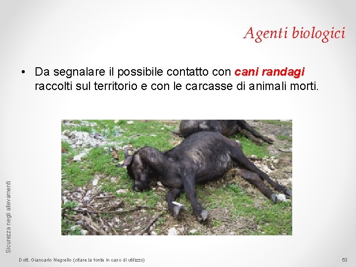 Agenti biologici Sicurezza negli allevamenti • Da segnalare il possibile contatto con cani randagi