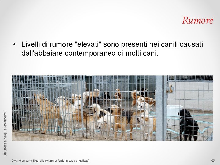 Rumore Sicurezza negli allevamenti • Livelli di rumore "elevati" sono presenti nei canili causati