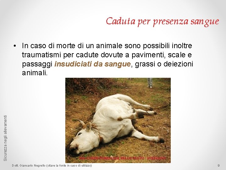 Caduta per presenza sangue Sicurezza negli allevamenti • In caso di morte di un