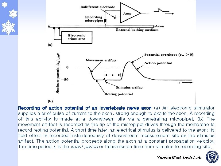 Recording of action potential of an invertebrate nerve axon (a) An electronic stimulator supplies