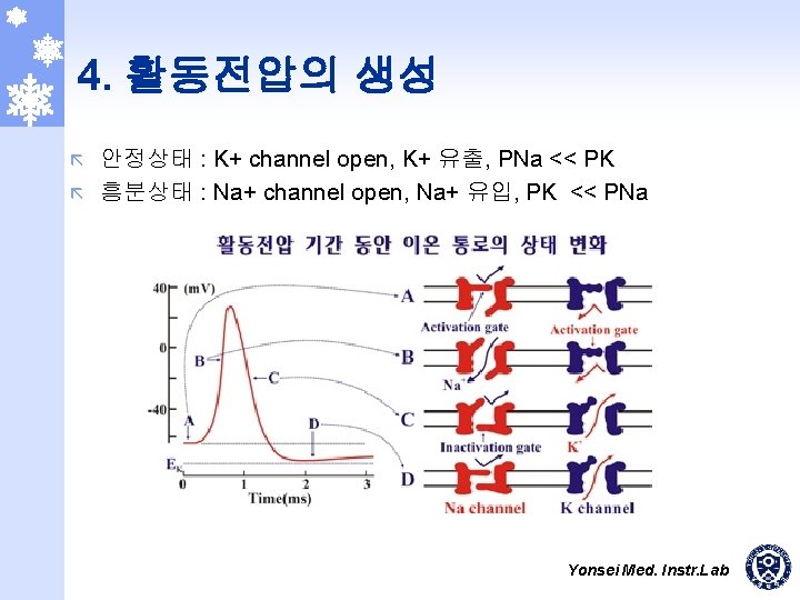 4. 활동전압의 생성 안정상태 : K+ channel open, K+ 유출, PNa << PK ã