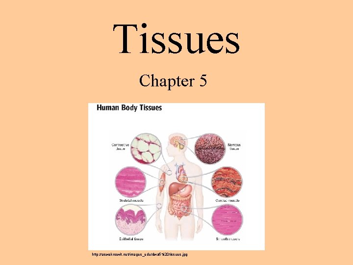 Tissues Chapter 5 http: //asweknowit. net/images_edu/dwa 5%20 tissues. jpg 