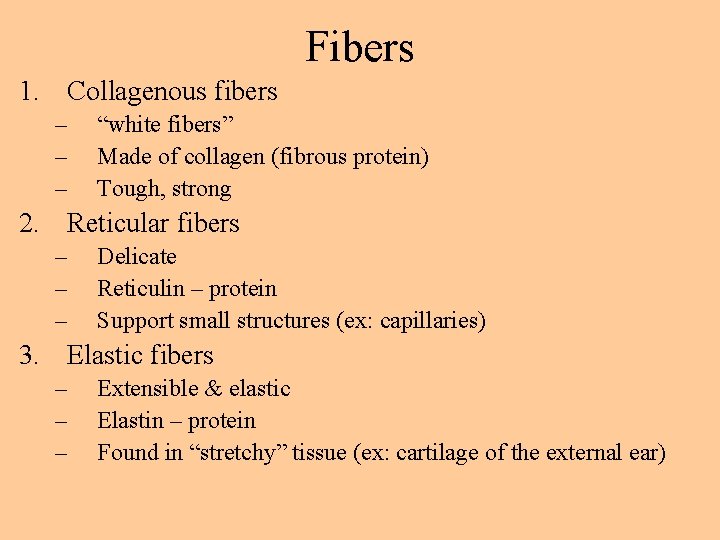 Fibers 1. Collagenous fibers – – – “white fibers” Made of collagen (fibrous protein)