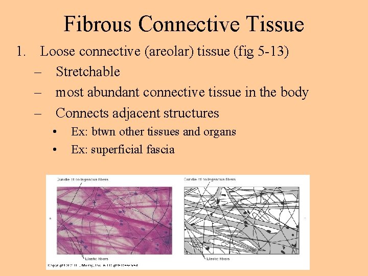 Fibrous Connective Tissue 1. Loose connective (areolar) tissue (fig 5 -13) – Stretchable –