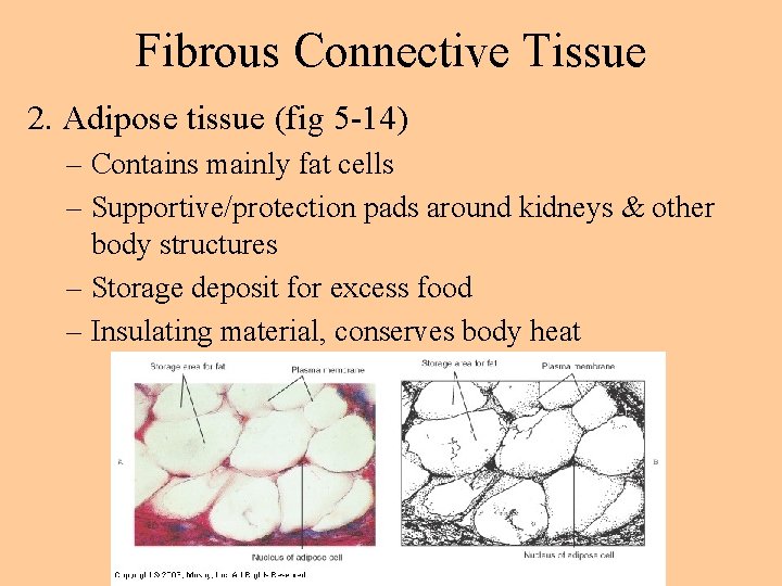 Fibrous Connective Tissue 2. Adipose tissue (fig 5 -14) – Contains mainly fat cells