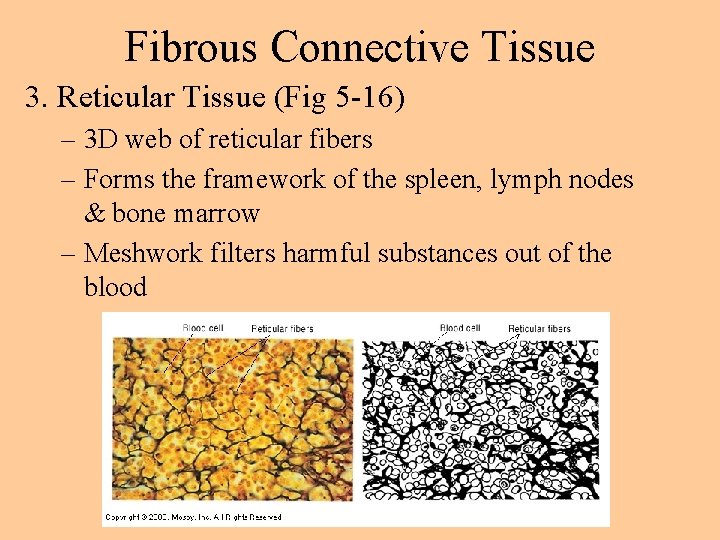 Fibrous Connective Tissue 3. Reticular Tissue (Fig 5 -16) – 3 D web of