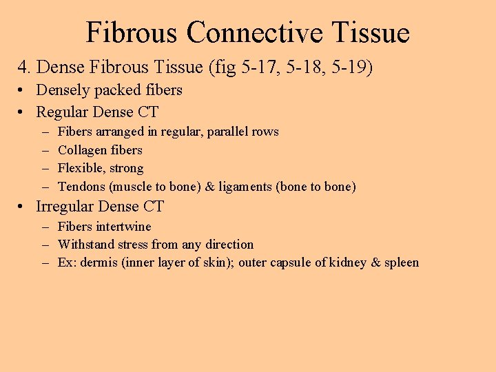 Fibrous Connective Tissue 4. Dense Fibrous Tissue (fig 5 -17, 5 -18, 5 -19)