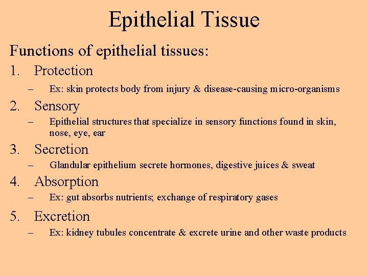 Epithelial Tissue Functions of epithelial tissues: 1. Protection – Ex: skin protects body from