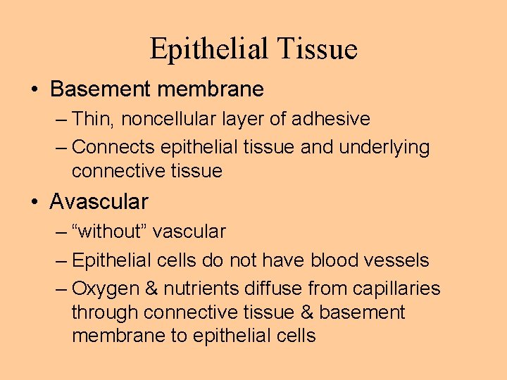 Epithelial Tissue • Basement membrane – Thin, noncellular layer of adhesive – Connects epithelial