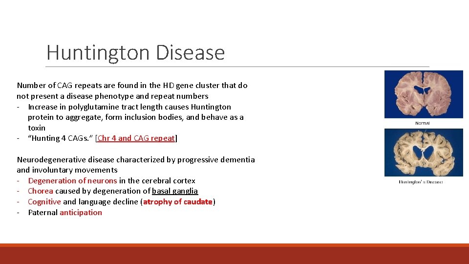 Huntington Disease Number of CAG repeats are found in the HD gene cluster that Huntington Disease Number of CAG repeats are found in the HD gene cluster that