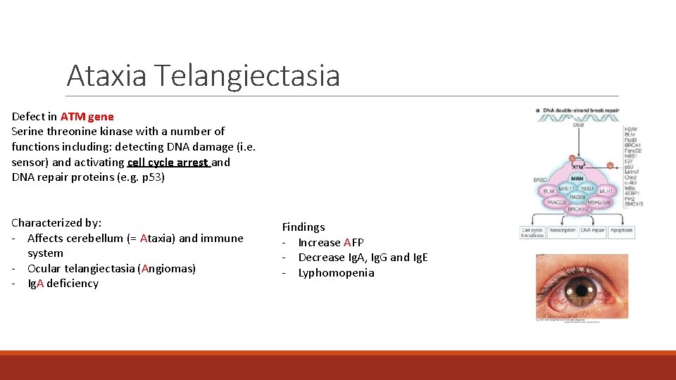 Ataxia Telangiectasia Defect in ATM gene Serine threonine kinase with a number of functions Ataxia Telangiectasia Defect in ATM gene Serine threonine kinase with a number of functions