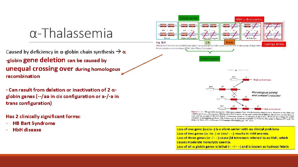 α-Thalassemia Caused by deficiency in α-globin chain synthesis α -globin gene deletion can be α-Thalassemia Caused by deficiency in α-globin chain synthesis α -globin gene deletion can be