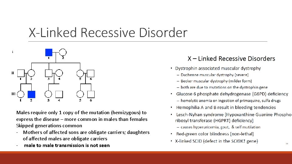 X-Linked Recessive Disorder Males require only 1 copy of the mutation (hemizygous) to express X-Linked Recessive Disorder Males require only 1 copy of the mutation (hemizygous) to express