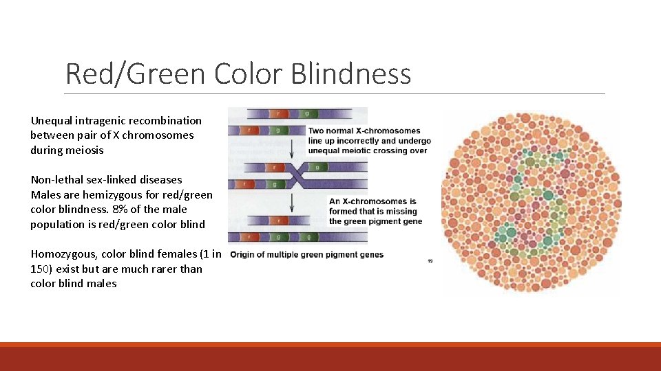 Red/Green Color Blindness Unequal intragenic recombination between pair of X chromosomes during meiosis Non-lethal Red/Green Color Blindness Unequal intragenic recombination between pair of X chromosomes during meiosis Non-lethal