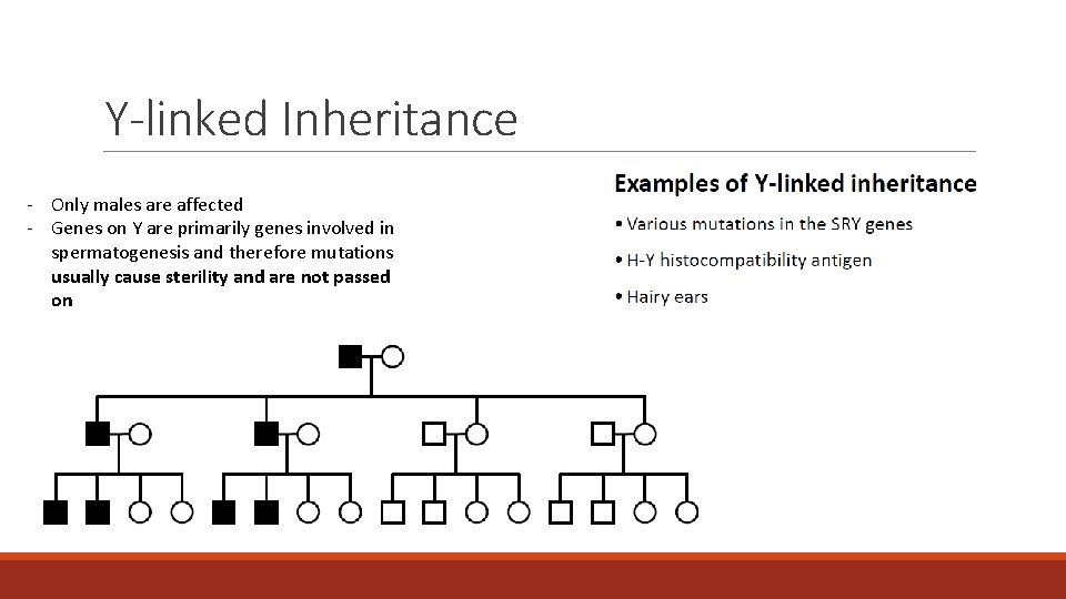 Y-linked Inheritance - Only males are affected - Genes on Y are primarily genes Y-linked Inheritance - Only males are affected - Genes on Y are primarily genes