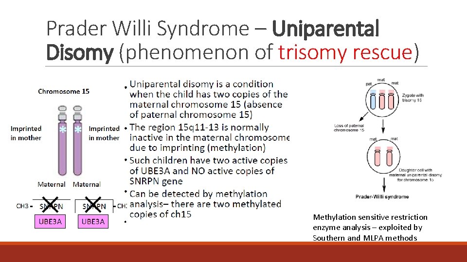 Prader Willi Syndrome – Uniparental Disomy (phenomenon of trisomy rescue) Methylation sensitive restriction enzyme Prader Willi Syndrome – Uniparental Disomy (phenomenon of trisomy rescue) Methylation sensitive restriction enzyme