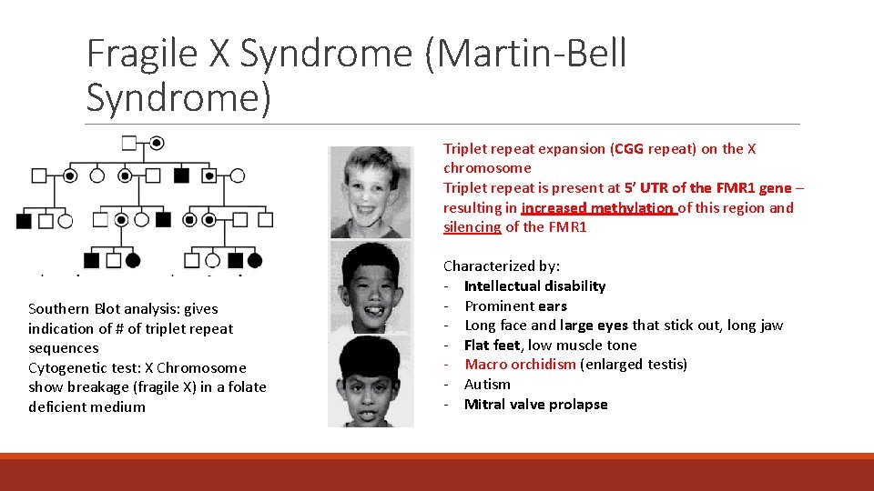 Fragile X Syndrome (Martin-Bell Syndrome) Triplet repeat expansion (CGG repeat) on the X chromosome Fragile X Syndrome (Martin-Bell Syndrome) Triplet repeat expansion (CGG repeat) on the X chromosome