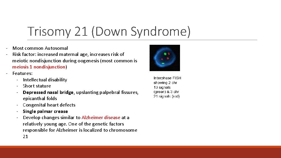 Trisomy 21 (Down Syndrome) - Most common Autosomal - Risk factor: increased maternal age, Trisomy 21 (Down Syndrome) - Most common Autosomal - Risk factor: increased maternal age,