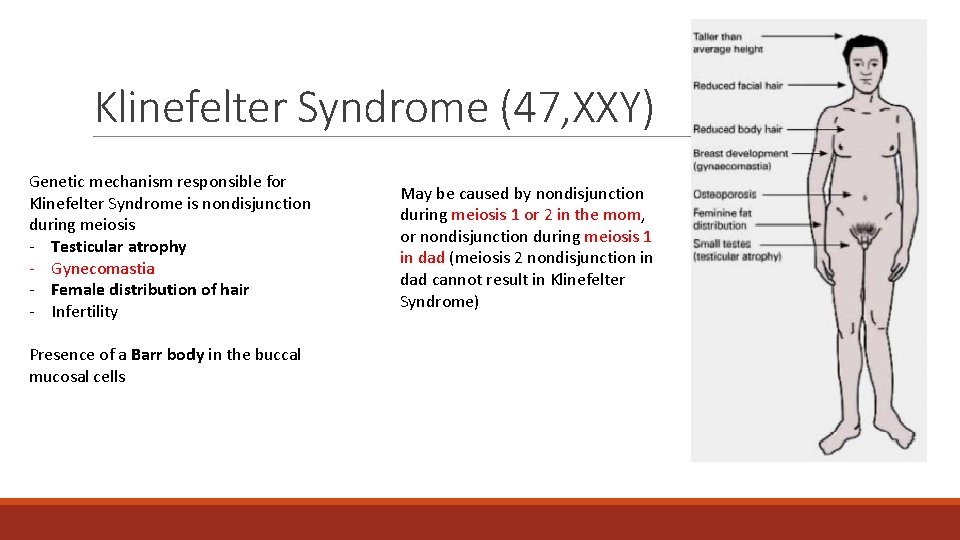 Klinefelter Syndrome (47, XXY) Genetic mechanism responsible for Klinefelter Syndrome is nondisjunction during meiosis Klinefelter Syndrome (47, XXY) Genetic mechanism responsible for Klinefelter Syndrome is nondisjunction during meiosis